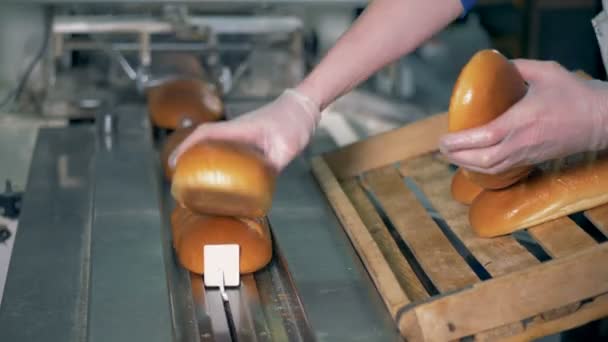 Pães longos de pão assado são colocados no transportador para serem embalados, vista para a esquerda . — Vídeo de Stock