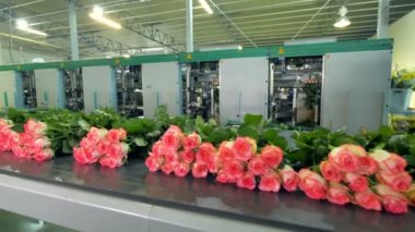 Konveyör hattı üzerinde hareketli gül toplu işlemleri.