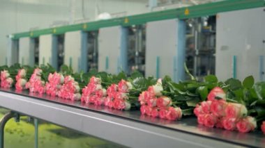 Birçok gül işleme tesisi Satılık hazır üzerinden taşınan. 
