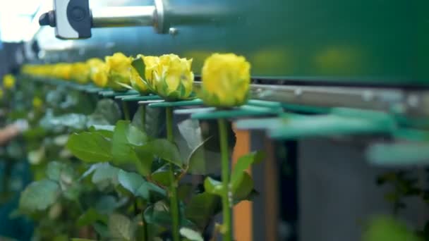 Una niveladora de flores con rosas amarillas en el foco . — Vídeos de Stock