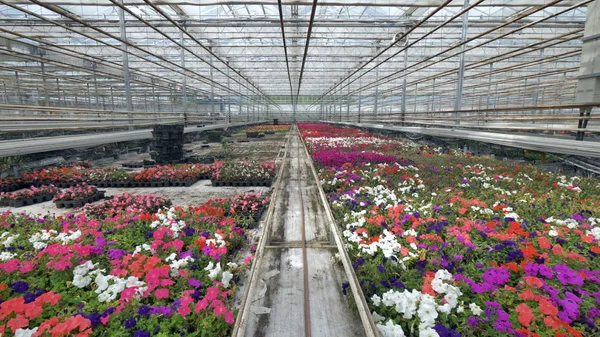 Bir sera çiçek açan çiçekler üretim tesisi.