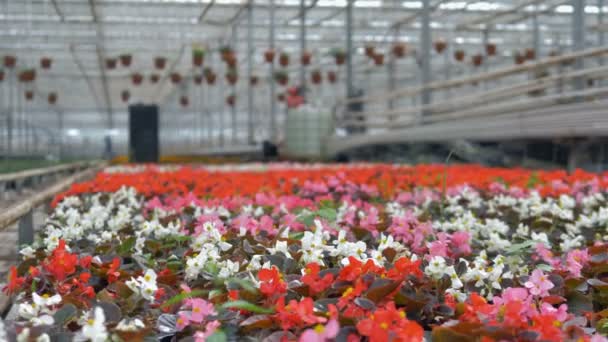 Una vista enfocada en filas de begonias y muchas otras flores borrosas. 4K . — Vídeos de Stock