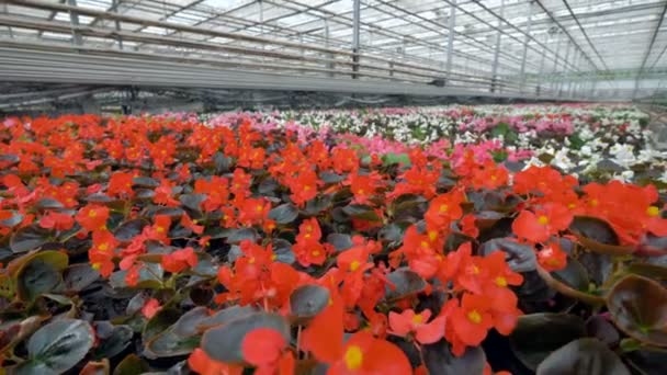 Una fila de flores begonias con pétalos rojos y hojas de color púrpura oscuro redondo . — Vídeos de Stock