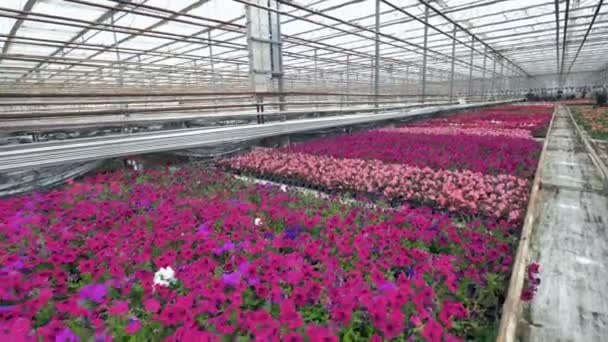 Paarse en donker violet bloemen groeien in een kas. — Stockvideo