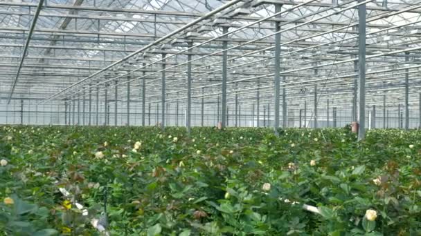 A full flower nursery with white rose bushes. — Stock Video