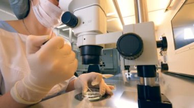 İn vitro fertilizasyon perfoming. Kadın bir bilim adamı bir sperm örneği inceliyor. IVF, eco, extracorporal fertilizasyon perfoming.