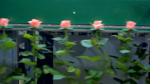 Long stemmed pink roses moving on a grader in two directions. — Stock Video