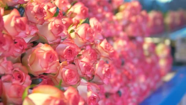 Una fábrica de flores con una pila de rosas frescas cargadas lentamente y transportadas en un transportador. 4K . — Vídeo de stock