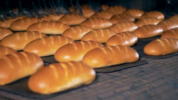 Panes de pan Baguette salen del horno en un transportador . — Vídeo de stock