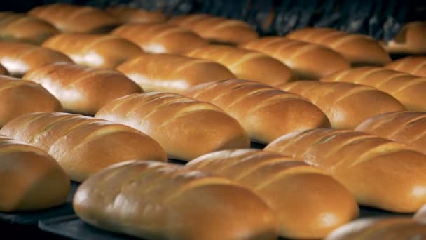 Backstraße nach Backofen in der Bäckerei. — Stockvideo