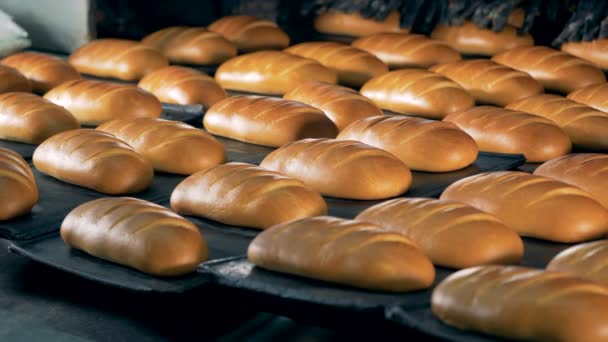 Heißes frisches Brot, das gerade in der Bäckerei gebacken wurde. — Stockvideo