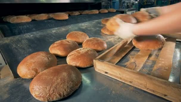 Baker puts fresh baked bread on the tray. — Stock Video