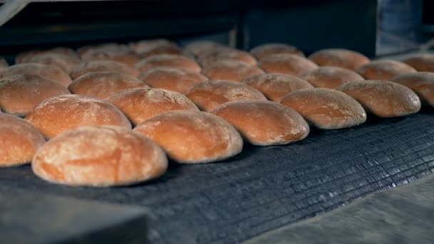 Fábrica de procesamiento de alimentos. Pan fresco sale del horno . — Vídeos de Stock