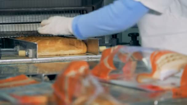 Trabalhador de embalagem de pão em um transportador. 4K . — Vídeo de Stock