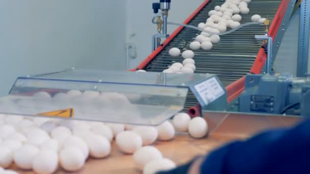 労働者の手家禽農場工場で並べ替えの卵. — ストック動画