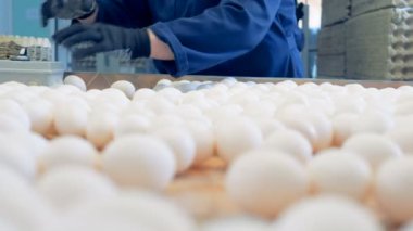 Tavuk çiftlik kümes hayvanları işçileri fabrika konveyör yumurta sıralama. Tavuk çiftliği endüstriyel üretim hattı.