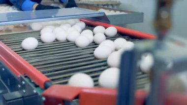 Yumurta yumurta yumurta konveyör üzerinde hareket ediyor sıralama fabrika personeli.