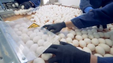 Sıralama tavuk yumurtası. 4k.