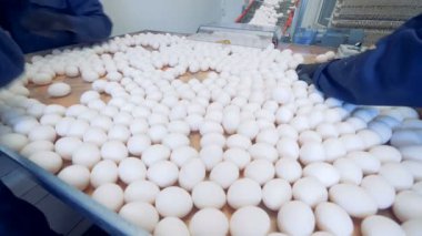 Tavuk çiftlik kümes hayvanları işçileri fabrika konveyör yumurta sıralama.