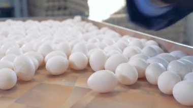 Tavuk yumurtası gelişim süreci sıralama. Eller tavuk yumurtası götürün. 4k.