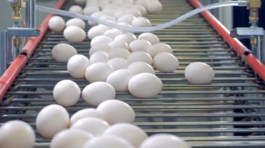Yumurta bir fabrika konveyör üzerinde hareket ediyor.