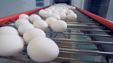 Yumurta bir fabrika konveyör üzerinde hareket ediyor.