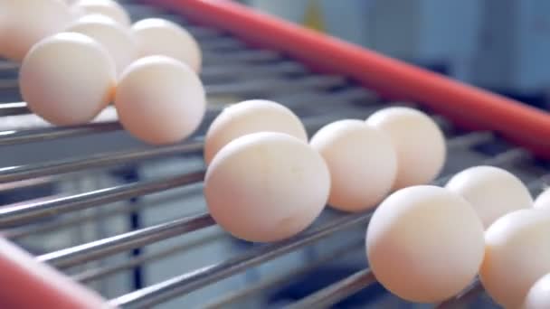 Τα αυγά είναι η κίνηση για τον ιμάντα μεταφοράς. — Αρχείο Βίντεο