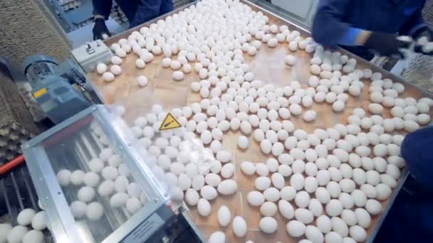 Vidvinkel vy på en egg factory personal sortering ägg. Ägg går på transportband. — Stockvideo