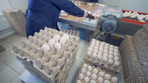 Trabajador empacando huevos frescos en la fábrica de clasificación de huevos . — Vídeos de Stock