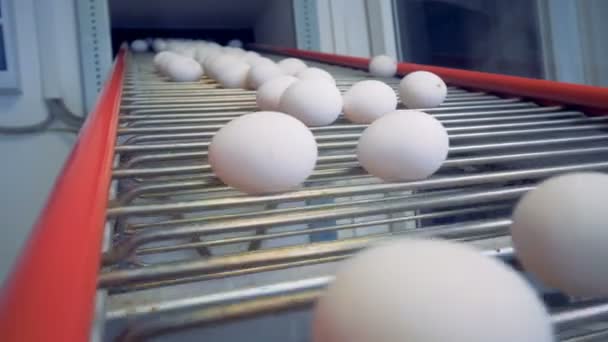 卵は家禽の機器を並べ替えします。卵工場のコンベア上で動いています。. — ストック動画