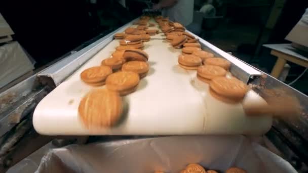 Gros plan des biscuits tombant de la bande transporteuse dans une boîte en carton — Video