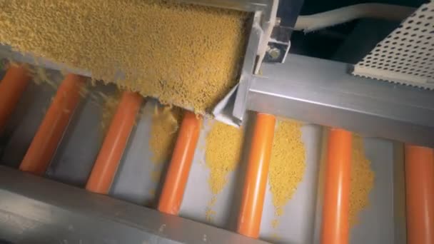 Top view of macaroni falling from a metal tray into conveyor sections in equal parts. Pasta, macaroni, noodle, spaghetti production line. — Stock Video