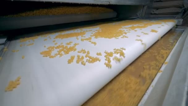 Pasta, makaroner, nudlar, spagetti produktionslinje. Nytillverkade makaroner är rörliga mellan flera transportband — Stockvideo