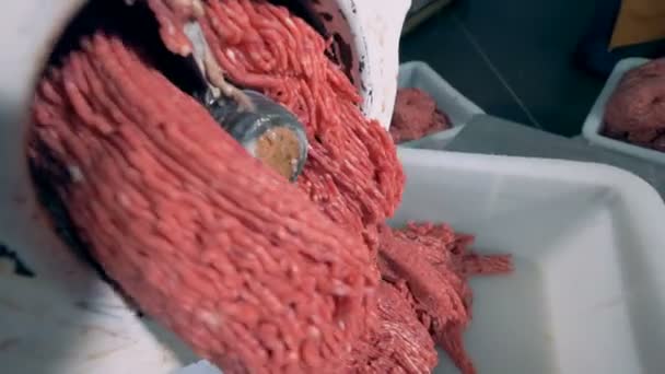 Minced meat is going out of a meat grinder and falling into a plastic container. — Stock Video