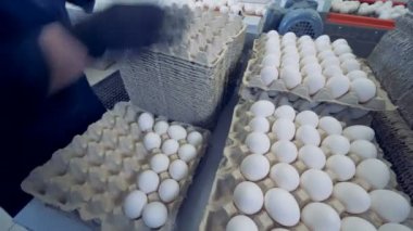 Timelapse. Kümes hayvanları görevli kasalarda taze yumurta koymak. Tavuk çiftliği.
