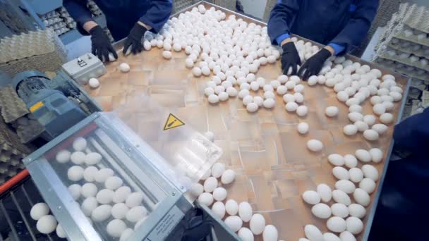 Рабочие птицефабрики кладут свежие яйца в ящики. Птицефабрика . — стоковое видео