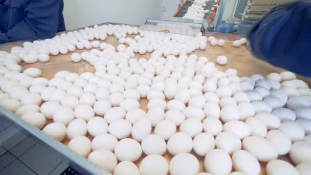 Personal de aves de corral clasificando huevos en un transportador de fábrica. 4K . — Vídeos de Stock