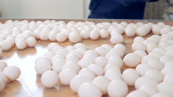 鶏ファーム養鶏従事者工場のコンベアで卵を並べ替え. — ストック動画