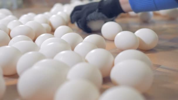 Proceso de clasificación de huevos de pollo. Trabajadores avícolas clasificando huevos de pollo blancos. 4K . — Vídeo de stock