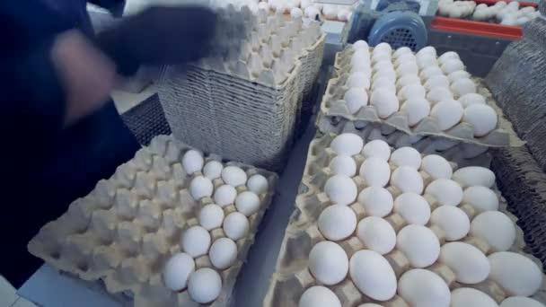 タイムラプス。家禽でのワーカーは、箱で新鮮な卵を置きます。養鶏場. — ストック動画