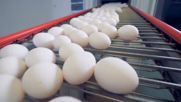 Свежие куриные яйца движутся по конвейеру . — стоковое видео