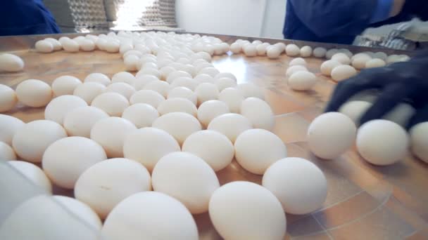 Trabalhadores da avicultura de granja de frango que classificam ovos no transportador de fábrica . — Vídeo de Stock