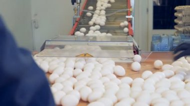 İki fabrika işçilerini Konveyör bant indi yumurta toplama
