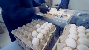 Fabrika işçilerini yumurta bir yumurta raf taşındıktan