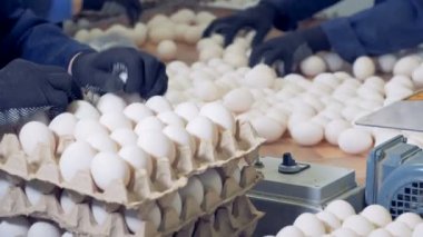 Yumurta teslim ediliyor karton kaplara toplanan ve küçük bir
