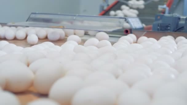 Eieren zijn naar beneden de transportband en daarna krijgen gesorteerd — Stockvideo
