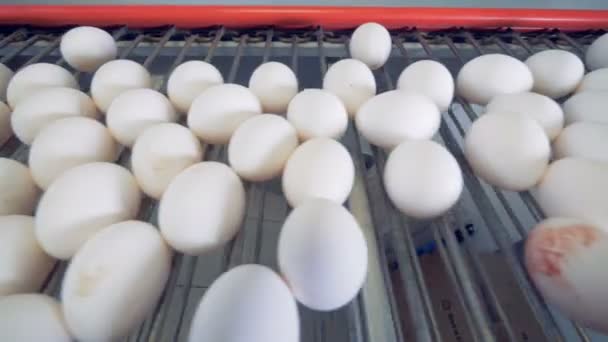 Huevos estáticos se mueven a lo largo del transportador de fábrica — Vídeos de Stock