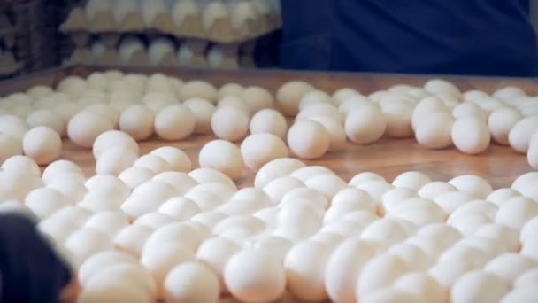 Muchos huevos blancos están siendo removidos en envases de cartón por los trabajadores de la fábrica — Vídeos de Stock