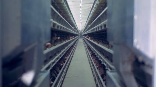 Molte galline vengono tenute in gabbia in un pollaio — Video Stock