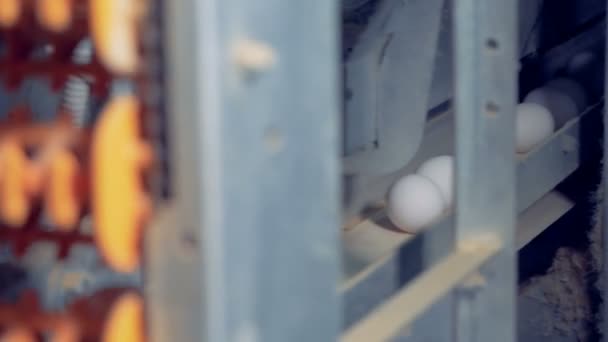 Яйца движутся вдоль конвейерной ленты, а затем их поднимает транспортная трасса. — стоковое видео